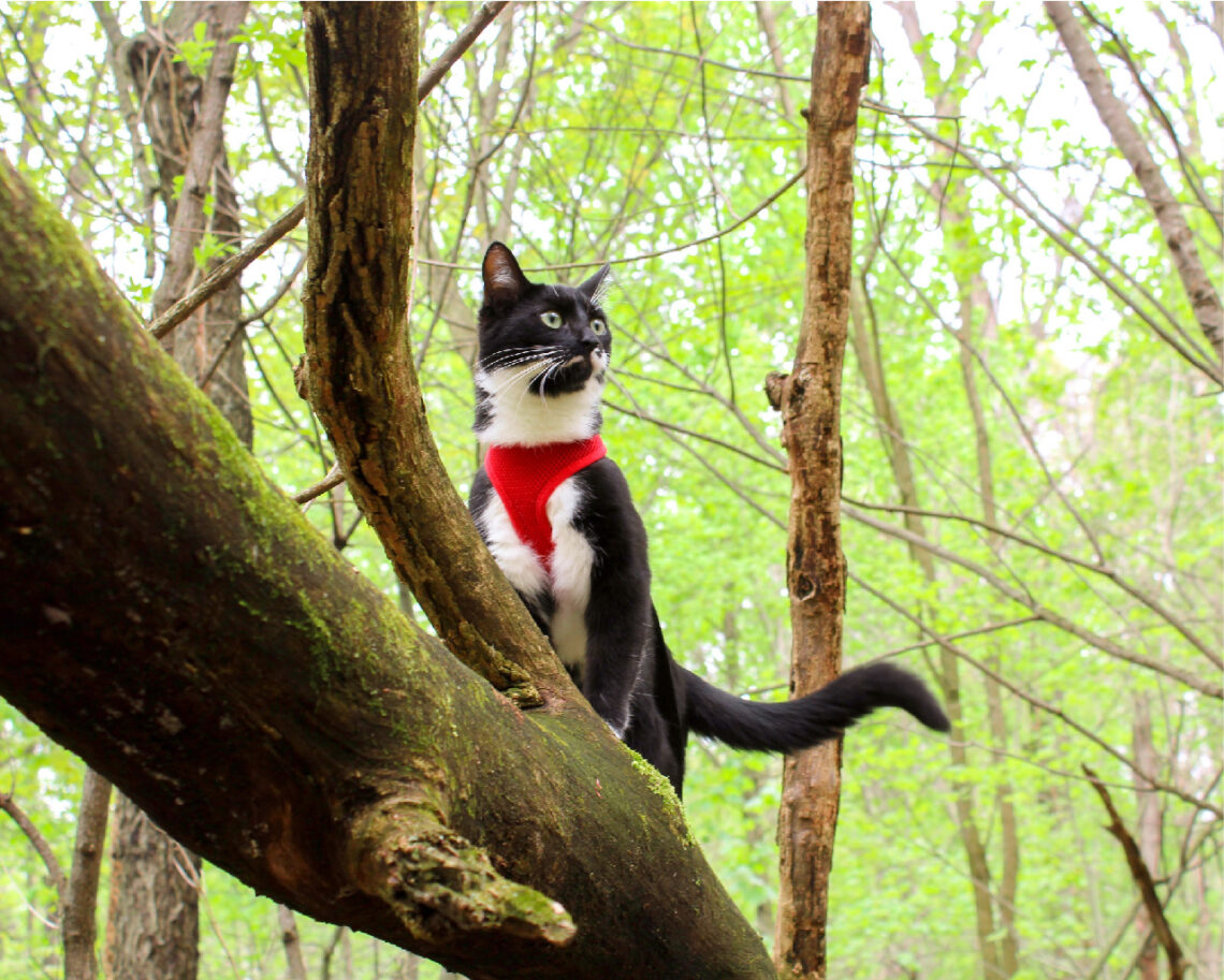 A cat in the woods exploring while climbing on logs
