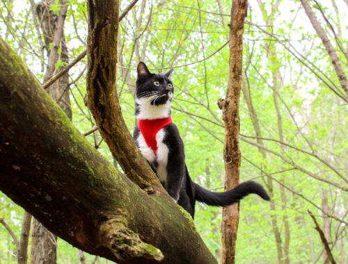 A cat in the woods exploring while climbing on logs