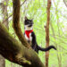 A cat in the woods exploring while climbing on logs