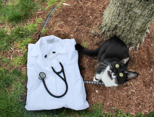 Veterinarian clothing with a cat