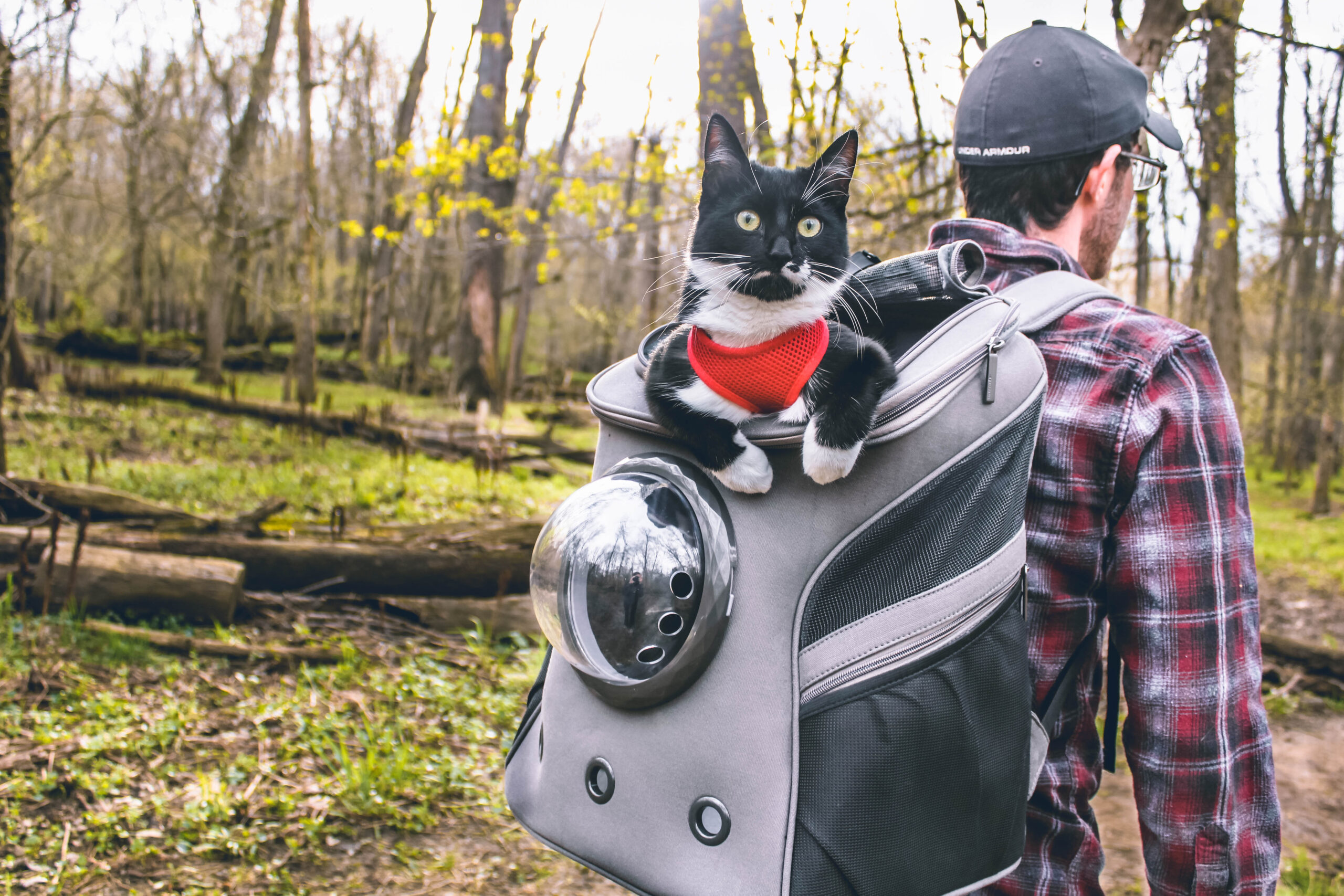 Cat in a backpack in the woods