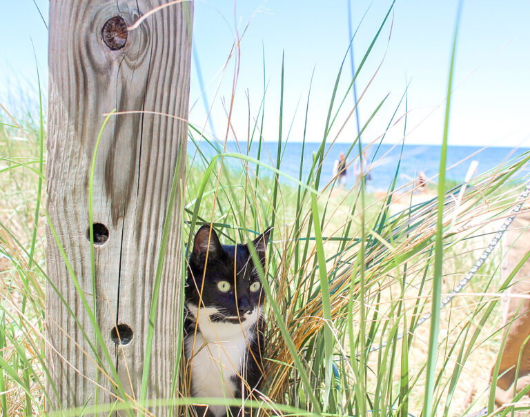 Cat on a beach