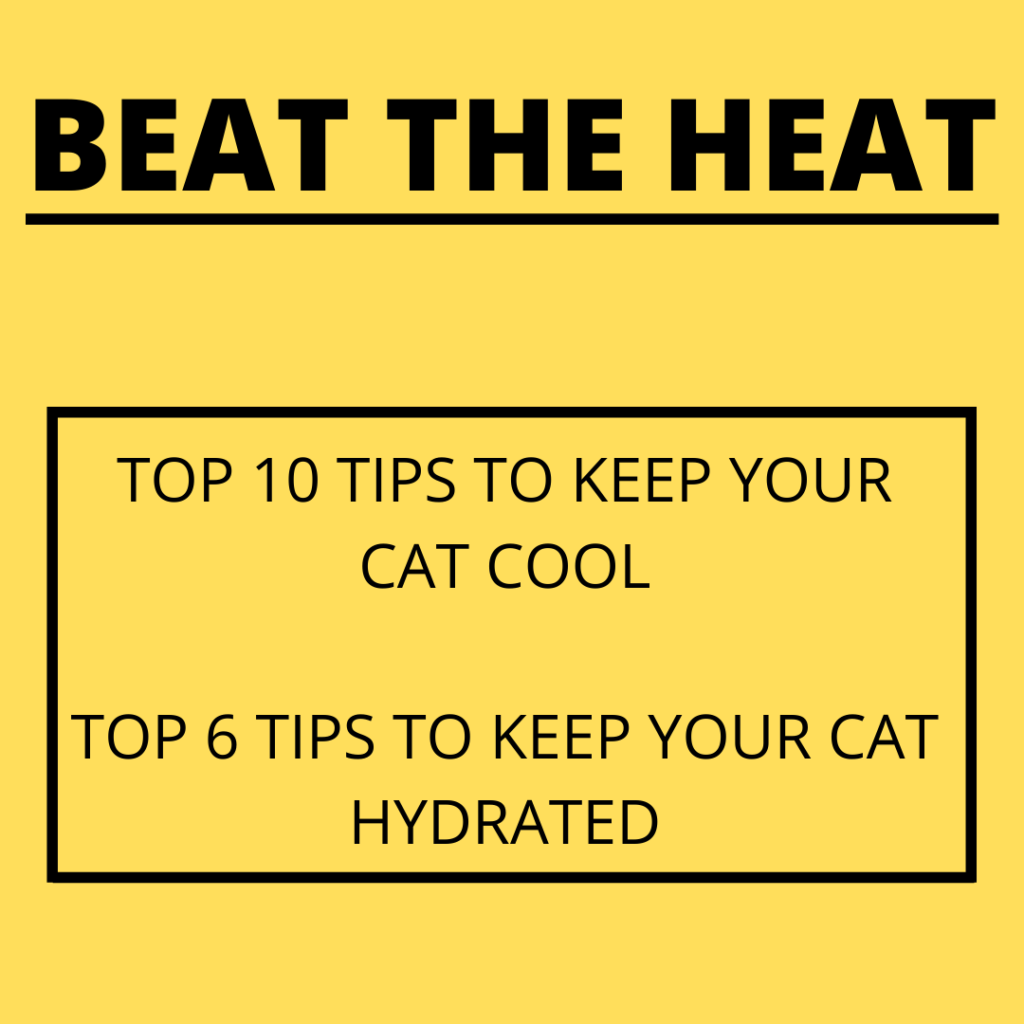 top-10-ways-to-keep-your-cat-cool-during-the-summer-heat-the-hiking-cat