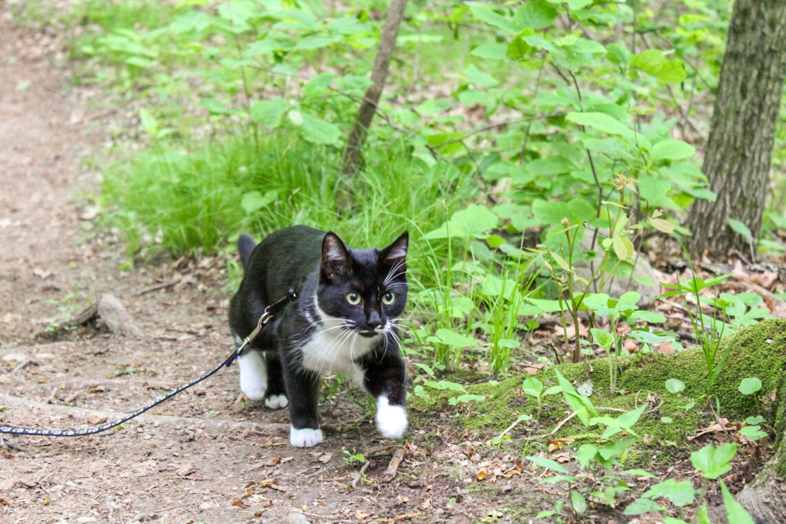 Cat on a trail