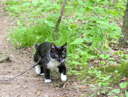 Cat on a trail