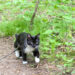 Cat on a trail