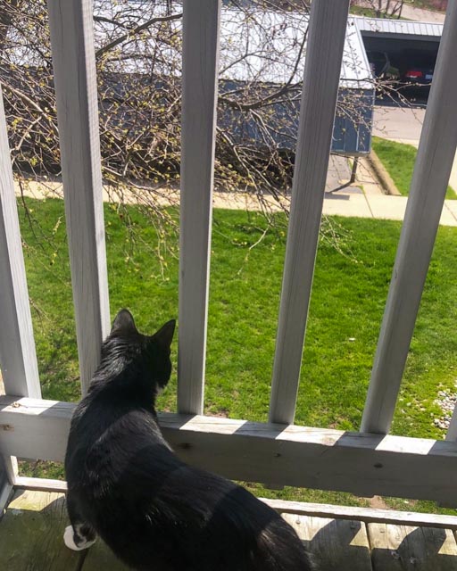 Cat on Balcony looking out