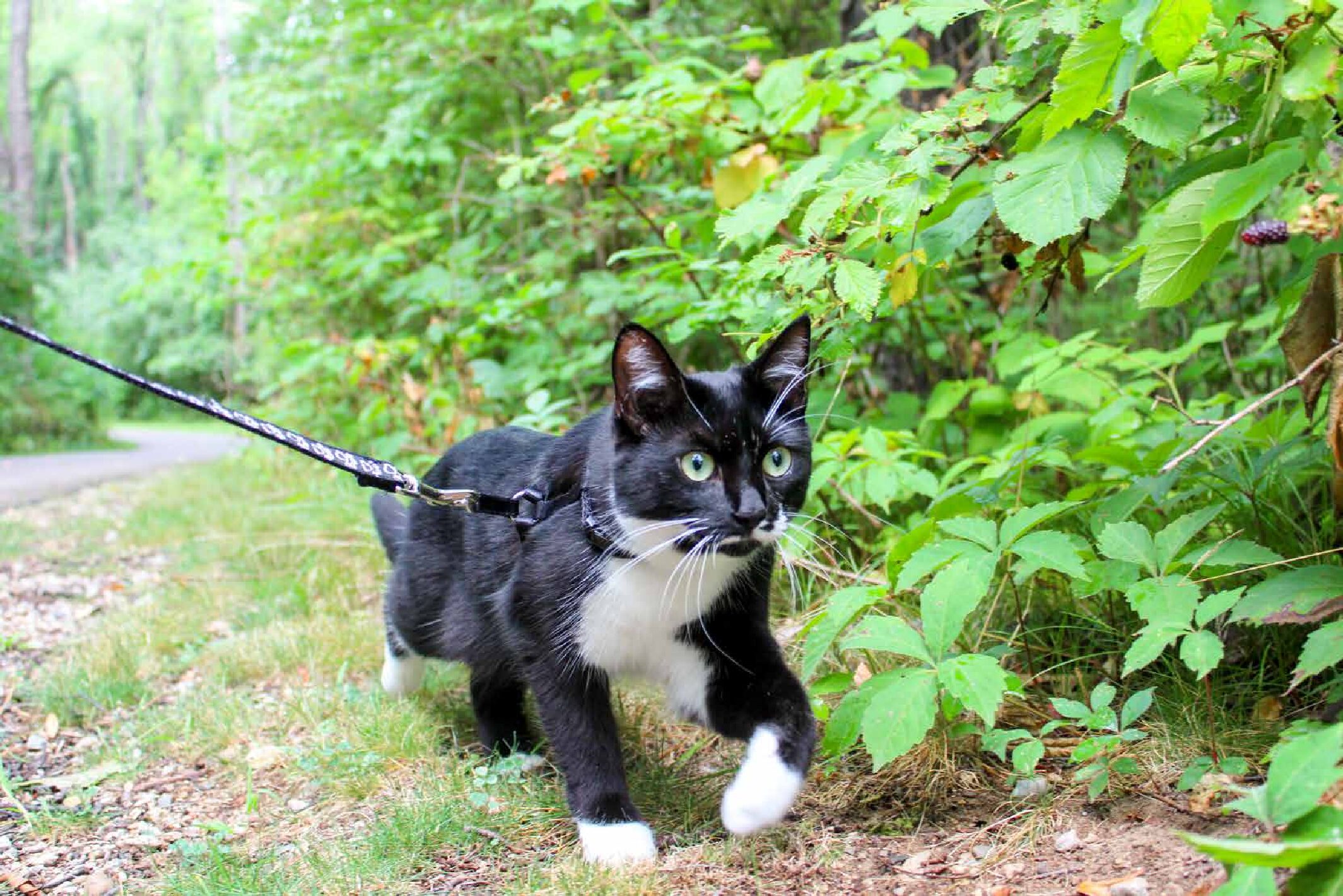 Best Cat GPS 2020 The Hiking Cat