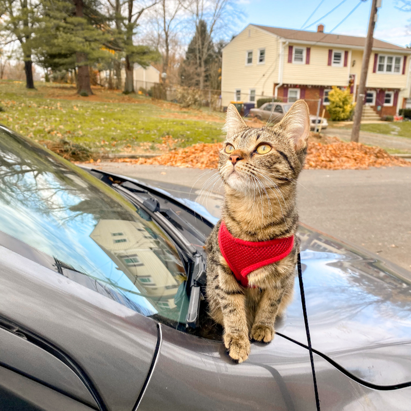 How To Have A Stress Free Car Travel With A Cat The Hiking Cat