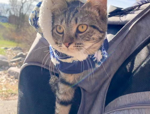 Dress your cat for winter adventures in winter coats