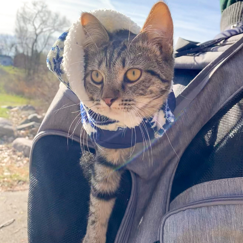 How To Dress Your Cat For Winter Adventures - The Hiking Cat