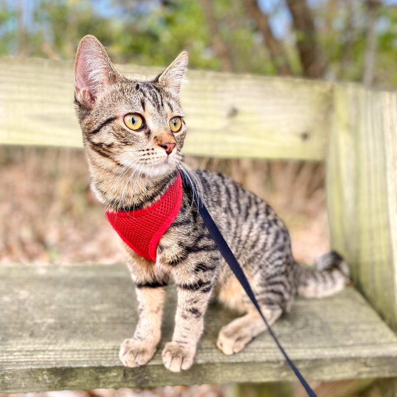 Best harnesses for adventure cats