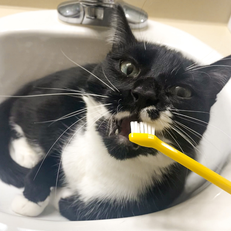 dental care for your cat
