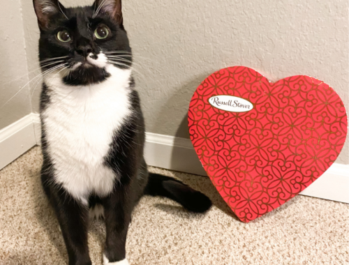 Valentine's Day With Cats