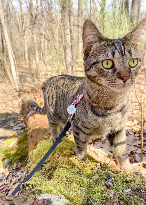 Hiking With Your Cat