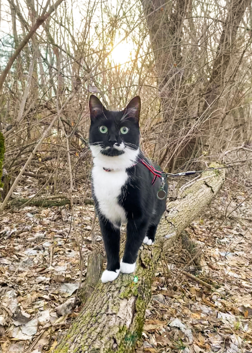 Before you hike with your cat